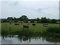 Grazing by the River Nene, Denford