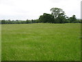 SU3968 : Fields north-east of Kintbury by David Purchase