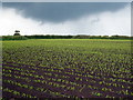 Young shoots of maize in a field at Hendra Croft