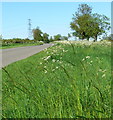 Grass verge along Ashby Folville Road