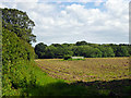 Field opposite Longford Farm