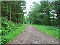 Forest track above Sirhowy Valley Country Park