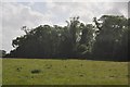 Sedgemoor : Grassy Field & Trees