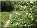 Footpath in Tongham