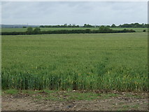 TL1877 : Crop field, Vinegar Hill by JThomas