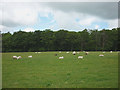 Sheep in pasture above Barnacre Lodge