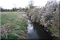 River Arun and blossom