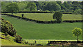 Fields near Lisburn