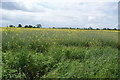 Field of oilseed rape near Beverley