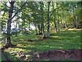 Wood near Chagford