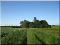 Small copse and track