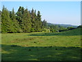 Meadow near Thorn