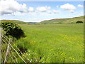 Fields on the Ross