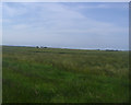 Fields on Dengie Marsh, Montsale