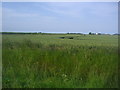 Crops by Middle Wick farm, Montsale