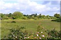 New Forest to the north east of Sway