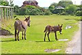 Donkey and Foal by Chapel Lane