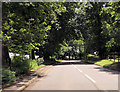 Road through Whispering Trees