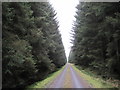 NY7799 : Tall Trees and Forestry Road by Les Hull