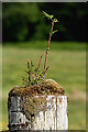 NM9249 : A rowan sapling growing on a post by Walter Baxter