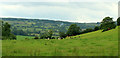 2012 : Cows in a Mendip pasture