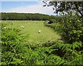 Sheep at White Cross