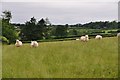 North Devon : Sheep Grazing