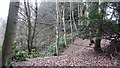 Woodland near Croupie Craigs