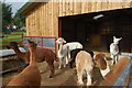 NY4827 : Alpaca farm by Stephen Darlington