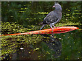 SD7807 : Feral Pigeon on Water by David Dixon