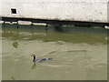 Surfacing cormorant 