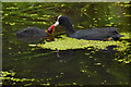 SD7807 : Coots by David Dixon