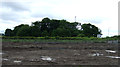 Muddy field and woodland, Pegswood