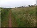 Wild flower meadow beside the South West Coast Path