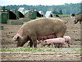 Free-range pigs near Blythburgh