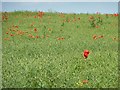 TA1474 : Poppies in the ripening oil seed rape crop by Christine Johnstone