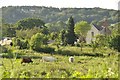 Mid Devon : Grassy Field & Cattle