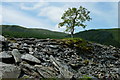 SH6905 : Rowan Tree at Bryn Eglwys, Gwynedd by Peter Trimming