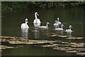 The swan family