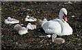 NR8668 : A swan and cygnets at Tarbert Harbour by Walter Baxter