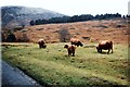 Free roaming cattle in Rannoch