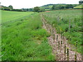 SY4798 : Newly Planted Hedgerow. by Nigel Mykura