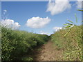 Footpath through rape seed field