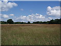 Grassland  running alongside The Legg