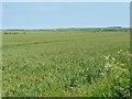 TA1672 : Large wheatfield, Hunger Hills by Christine Johnstone