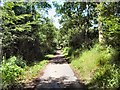 TQ5816 : Cuckoo Trail near Horam by Paul Gillett