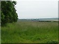 Tall grass next to Argham