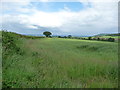 Summer scene near Hardwicke