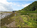 Tideline walkers