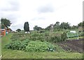 Allotments - Swaine Hill Terrace